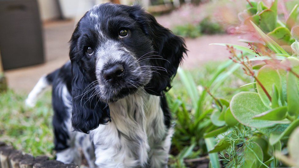 Dog Example